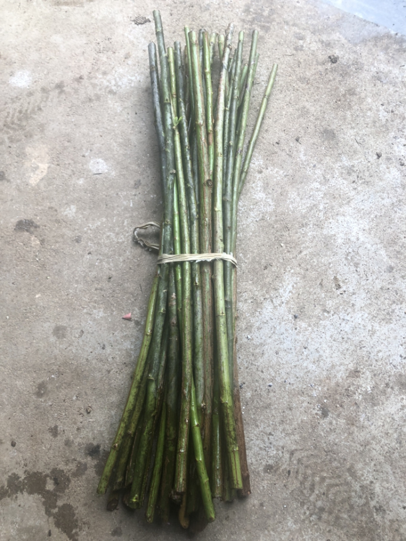 无刺蔷薇杆子，嫁接月季专用，现在扦插嫁接春天看花