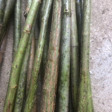 无刺蔷薇杆子，嫁接月季专用，现在扦插嫁接春天看花
