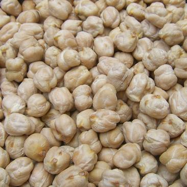 新鹰嘴豆粒颗粒饱满营养丰富易吸收5斤起批小粒鹰嘴豆