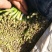 韭菜根粗叶绿万亩基地直供保质保量量大从优
