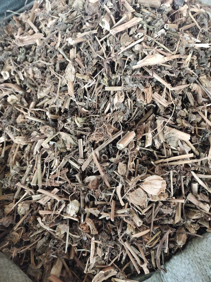 中药材灯笼草广西野生草灯笼
