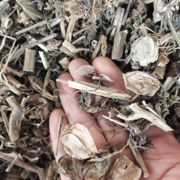 中药材灯笼草广西野生草灯笼