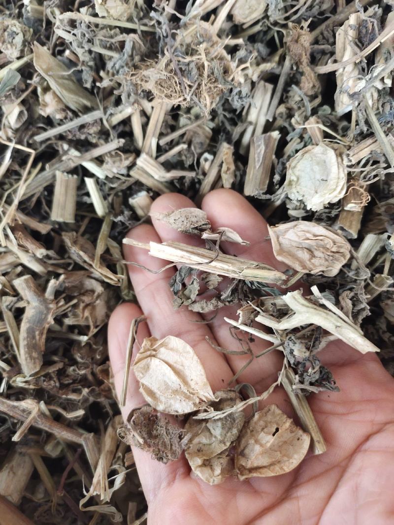 中药材灯笼草广西野生草灯笼