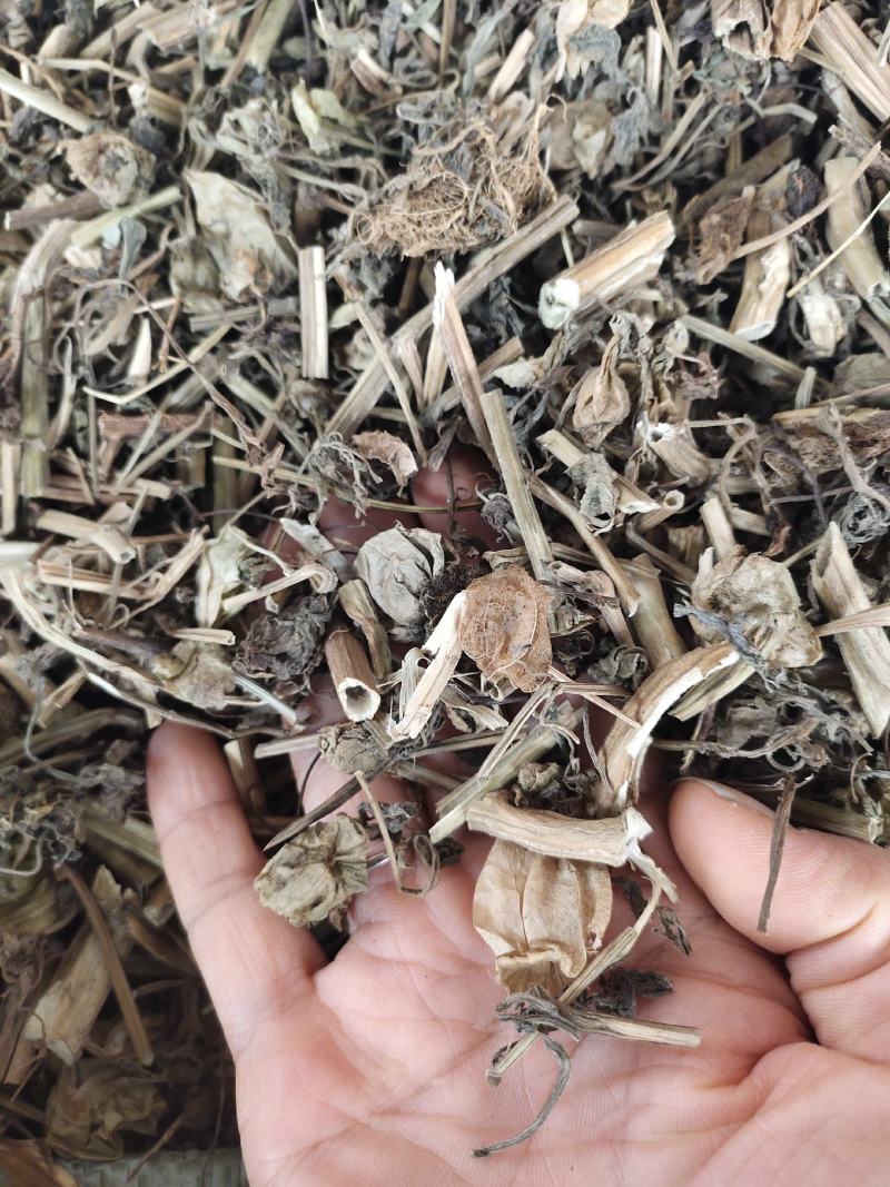 中药材灯笼草广西野生草灯笼