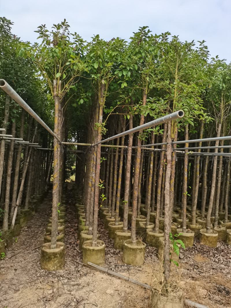 出售袋子苗5-35香樟，光杆-骨架，需要的老板联系