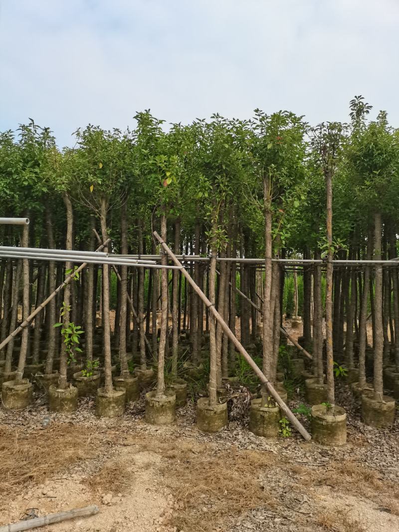 出售袋子苗5-35香樟，光杆-骨架，需要的老板联系