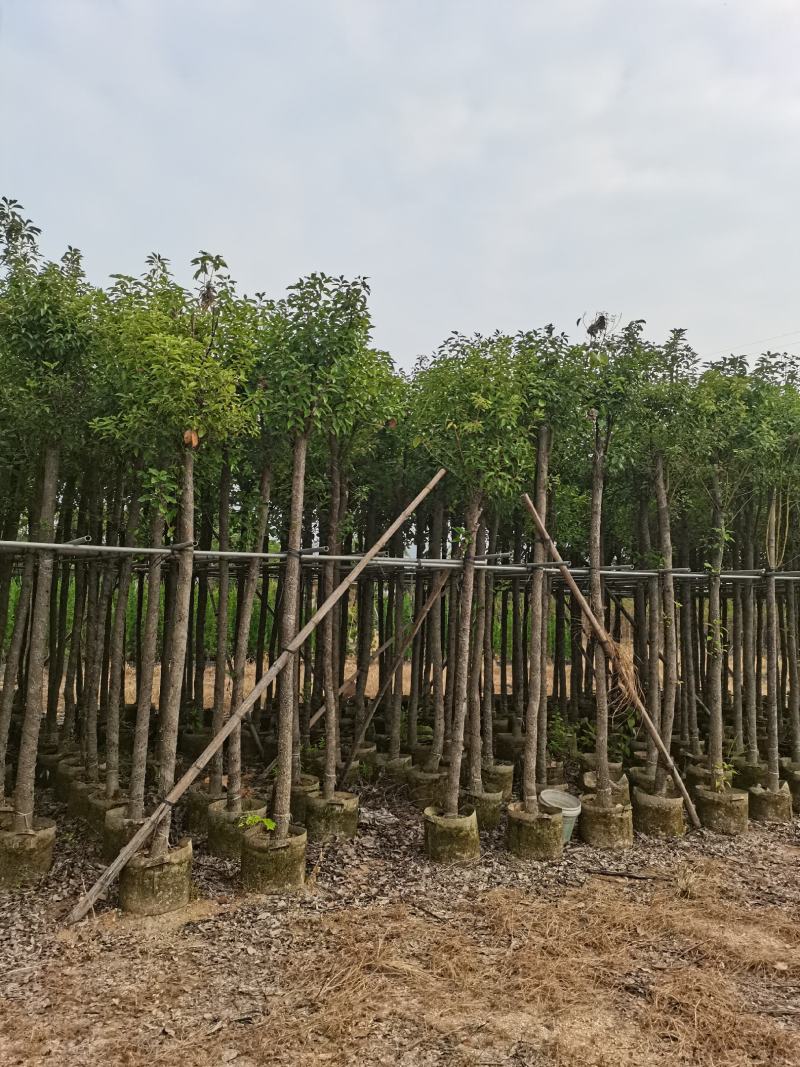 出售袋子苗5-35香樟，光杆-骨架，需要的老板联系