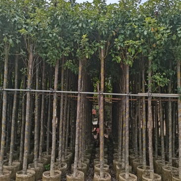 出售袋子苗5-35香樟,光杆-骨架,需要的老板联系