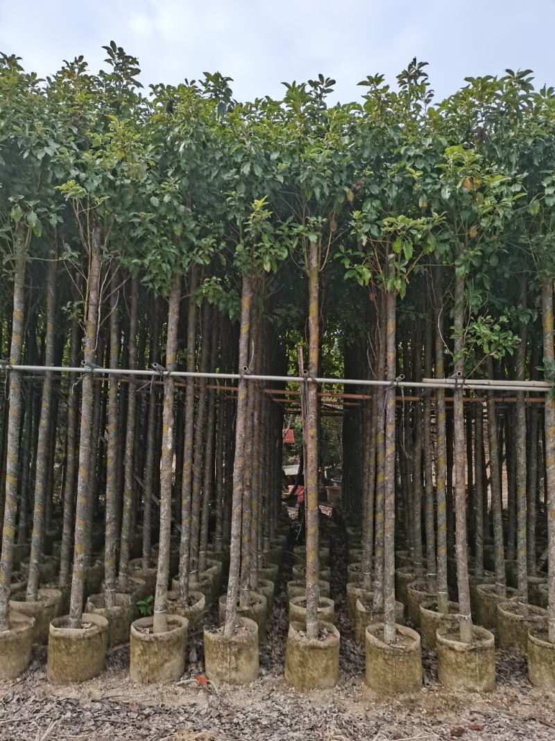出售袋子苗5-35香樟，光杆-骨架，需要的老板联系