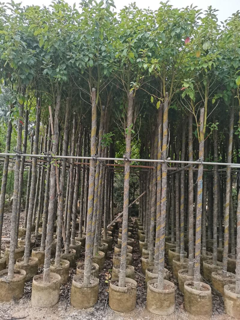 出售袋子苗5-35香樟，光杆-骨架，需要的老板联系