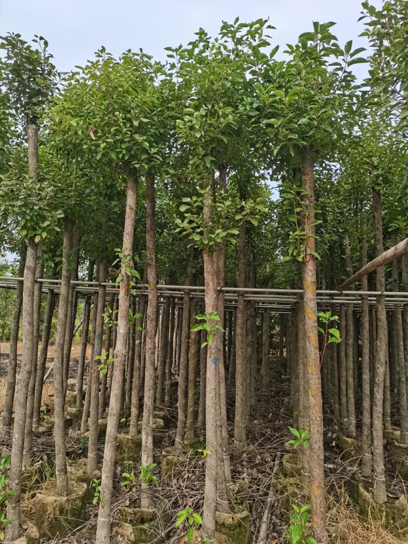 出售袋子苗5-35香樟，光杆-骨架，需要的老板联系
