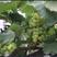 醉金香葡萄苗，一年生苗，贝达嫁接，基地南北方适合种植
