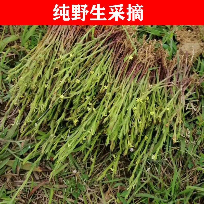 独脚金小儿开胃汤新鲜草药干货独脚柑正品野生疳积草