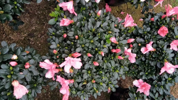 四季小玫瑰杜鹃花盛开图