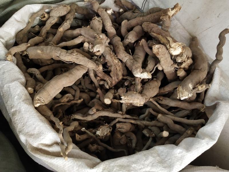 雪里开，拐子药，野生中药材，产地一手货源，批发、零售