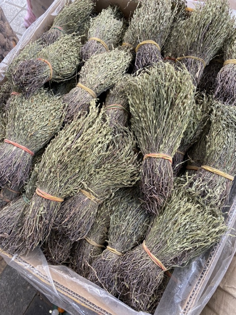 广西够含量独脚金中药材