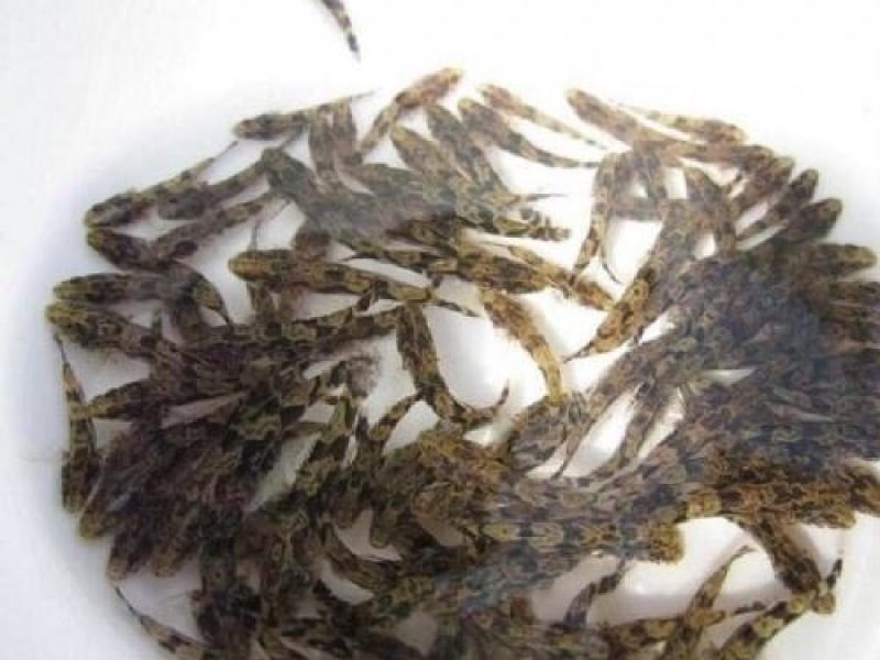 笋壳鱼苗/高端品种/基地直供/诚信经营/包回收成品