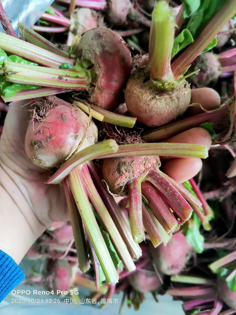 条纹萝卜，条纹菜头，花纹萝卜