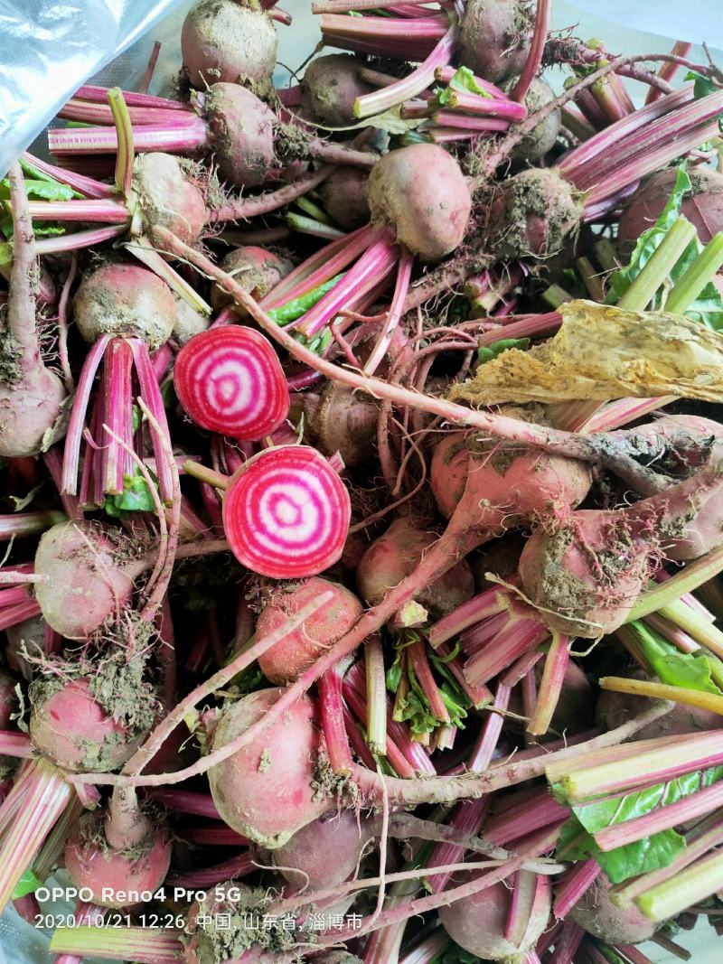 条纹萝卜，条纹菜头，花纹萝卜