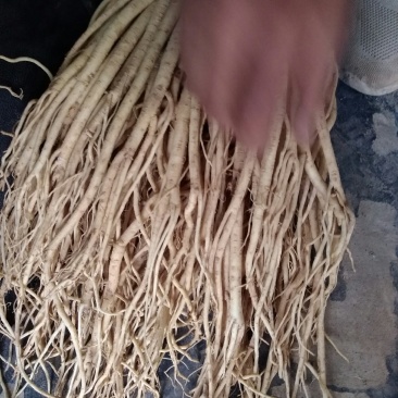 甘肃优质中药材白条党参，地处大山里，种植有千亩党参。