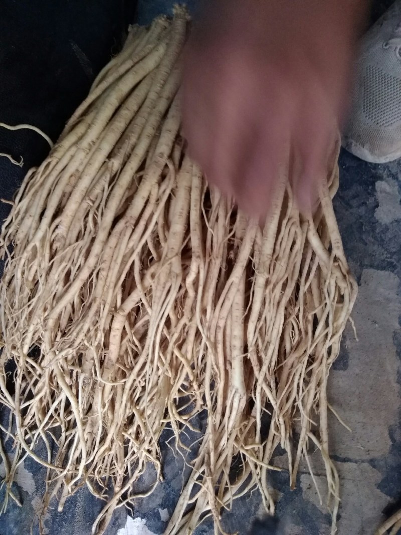 甘肃优质中药材白条党参，地处大山里，种植有千亩党参。