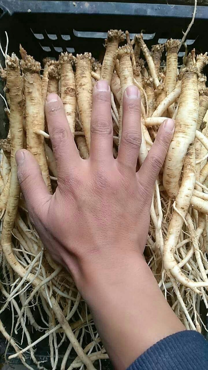 甘肃优质中药材白条党参，地处大山里，种植有千亩党参。