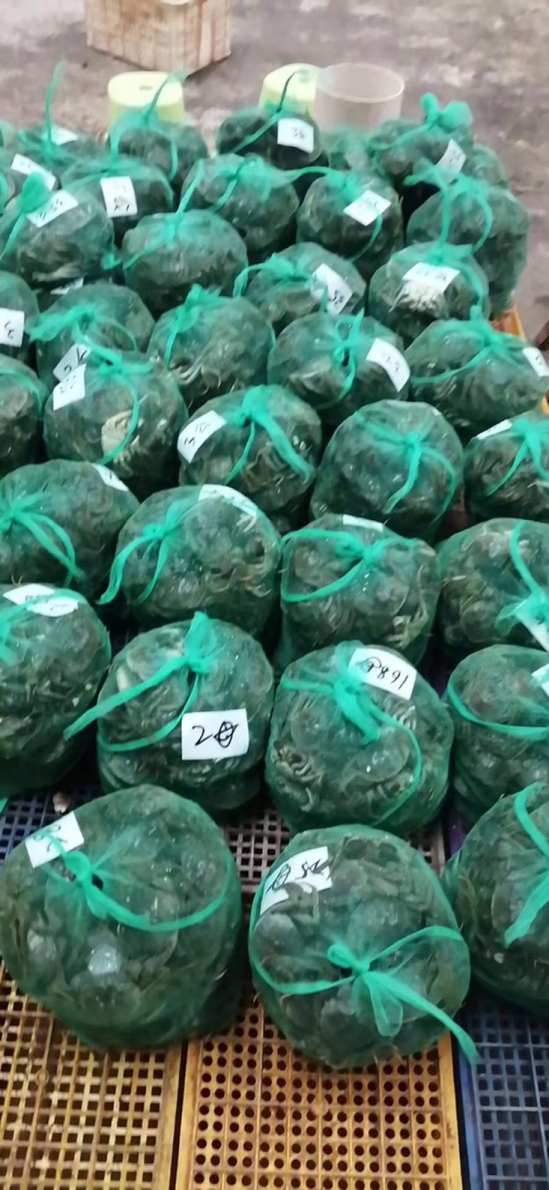 江苏大闸蟹直发硬38规格满膏满黄干净