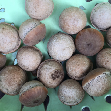 益肾子（壮阳果）