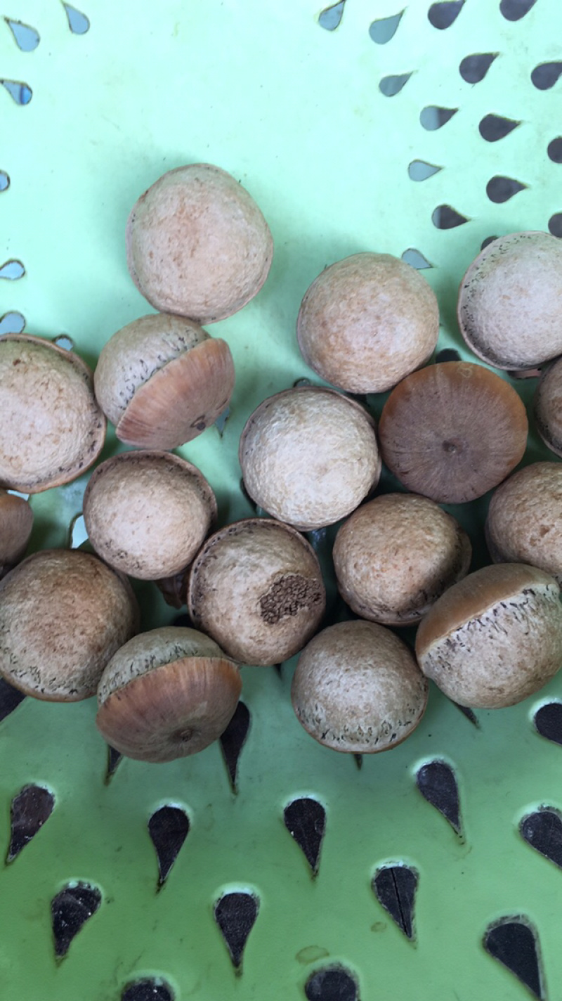 益肾子（壮阳果）