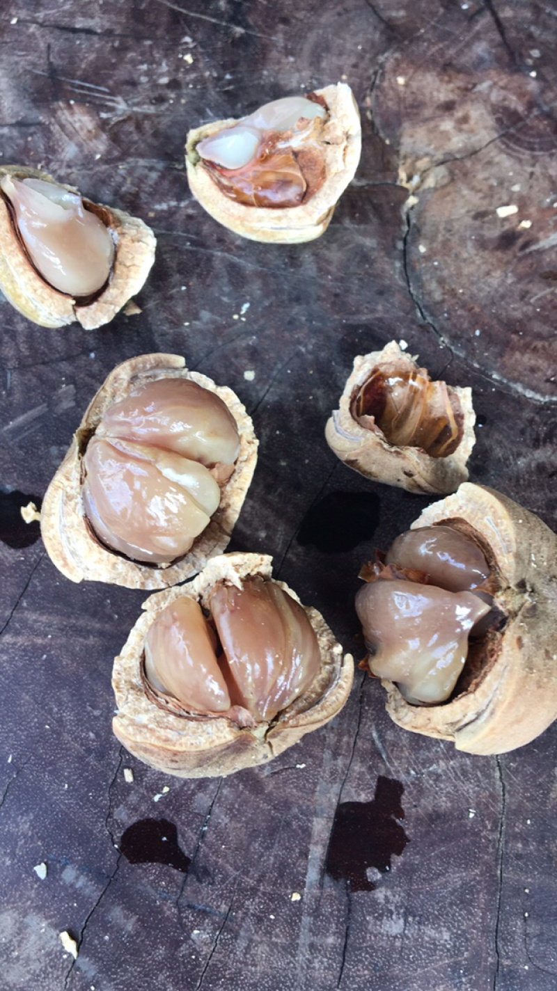 益肾子（壮阳果）