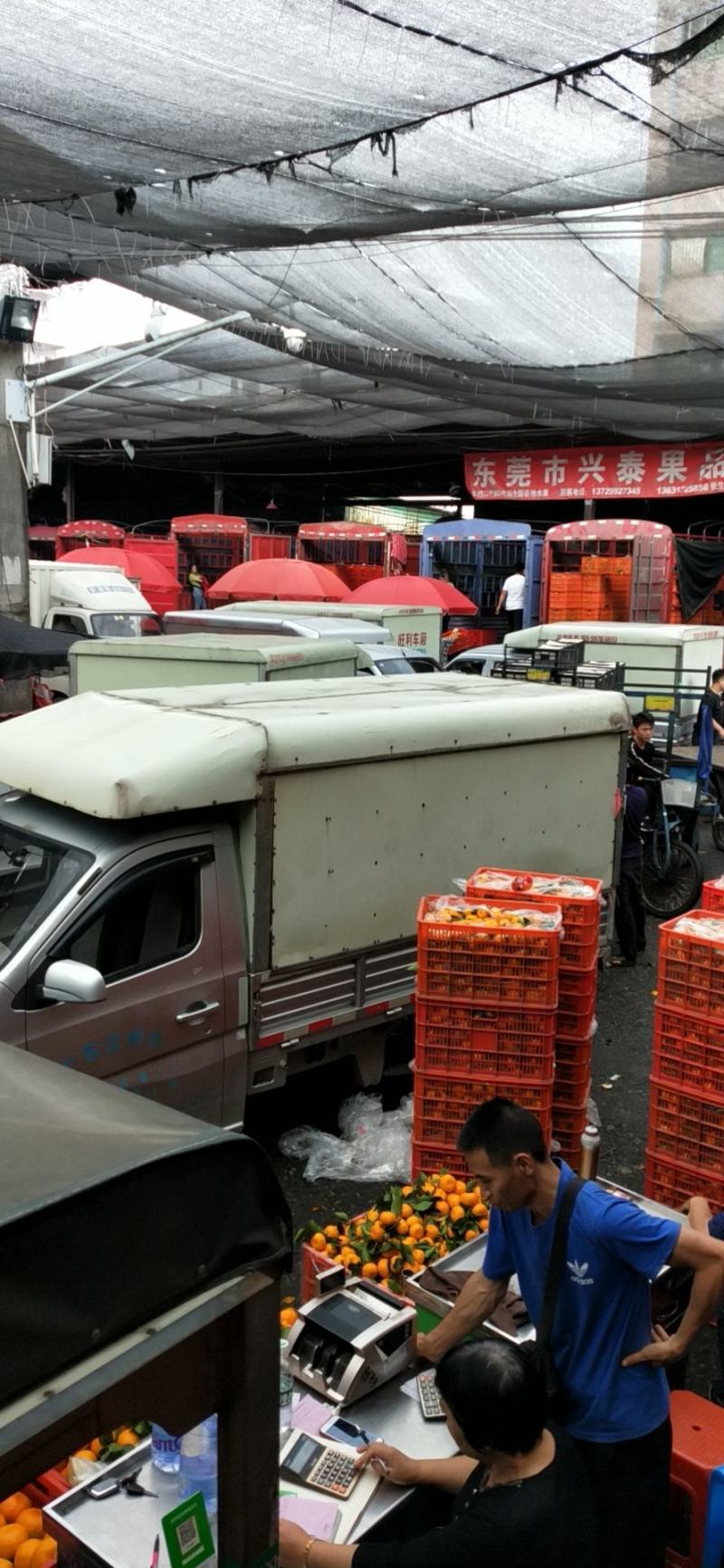 代销批发湖南湖北优质脐橙