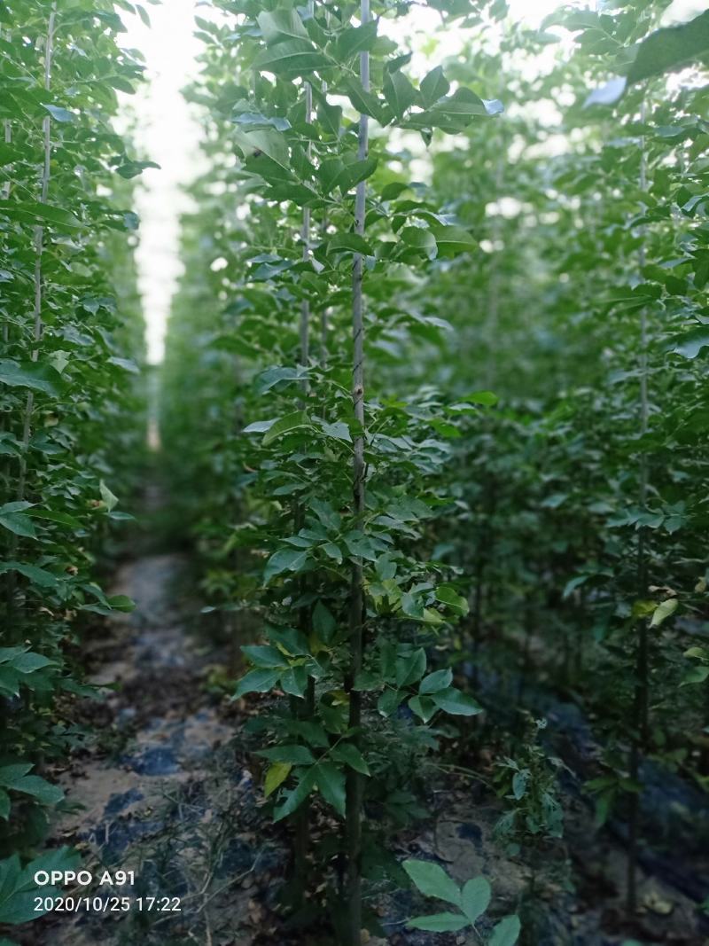 自家苗铺国槐小苗-白蜡小苗
