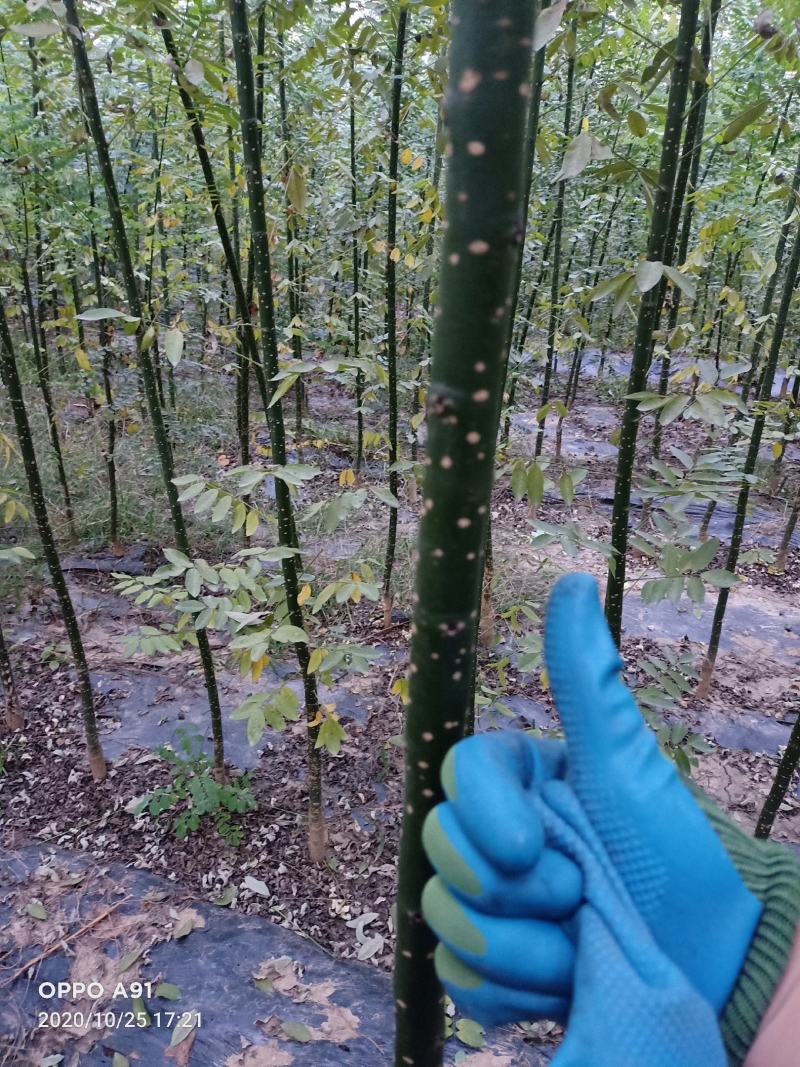 自家苗铺国槐小苗-白蜡小苗