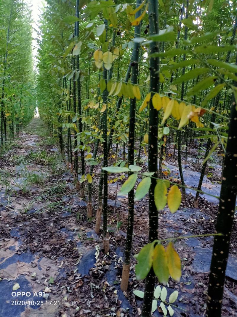 自家苗铺国槐小苗-白蜡小苗