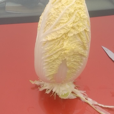娃娃菜外嫩心黄大小整齐