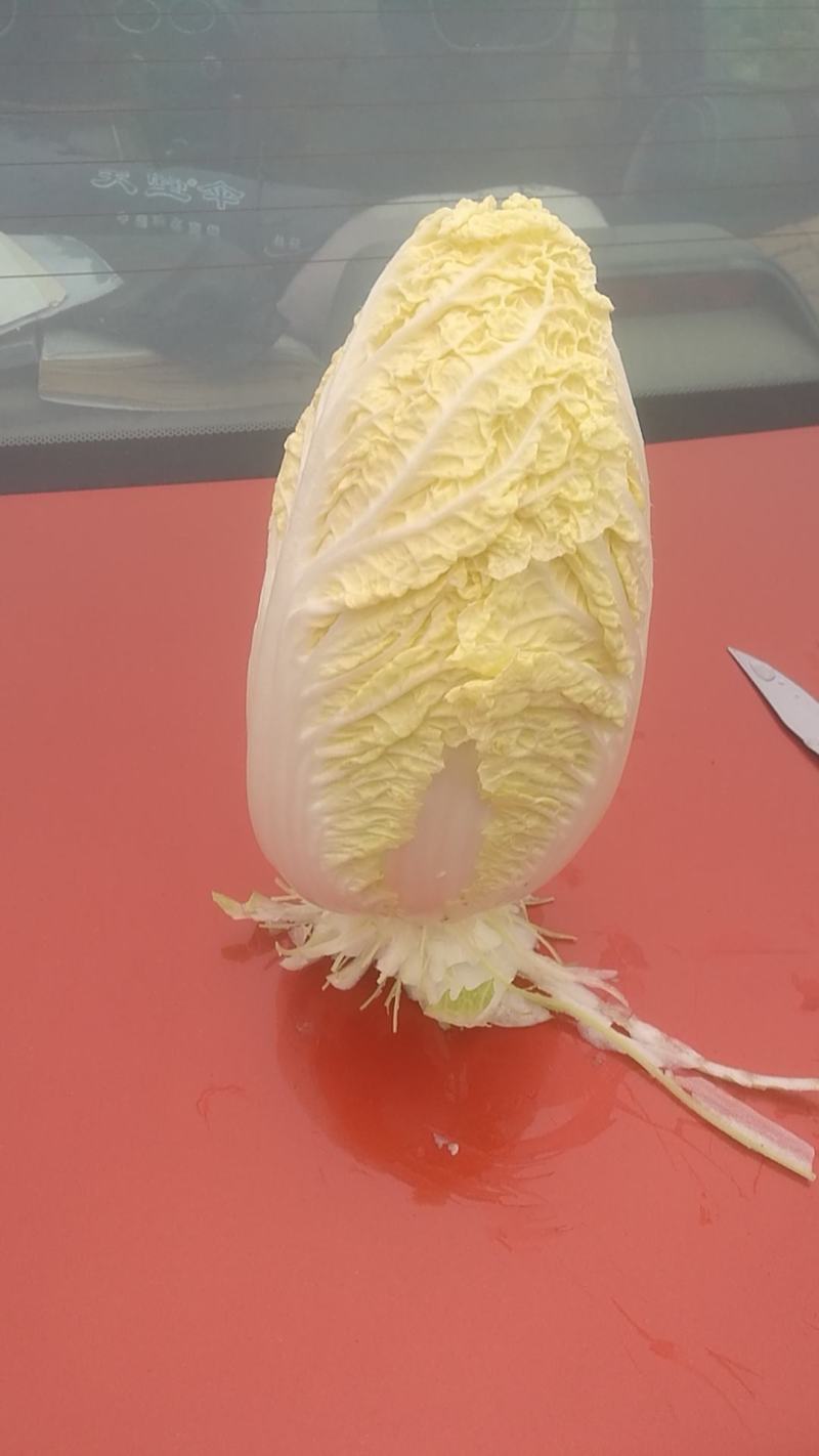 娃娃菜外嫩心黄大小整齐