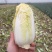娃娃菜外嫩心黄大小整齐