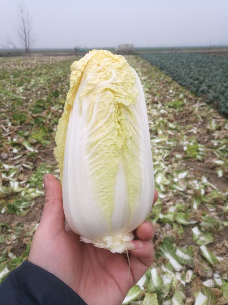 娃娃菜外嫩心黄大小整齐