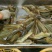 出售，零售，批发塘角鱼，塘鲺，