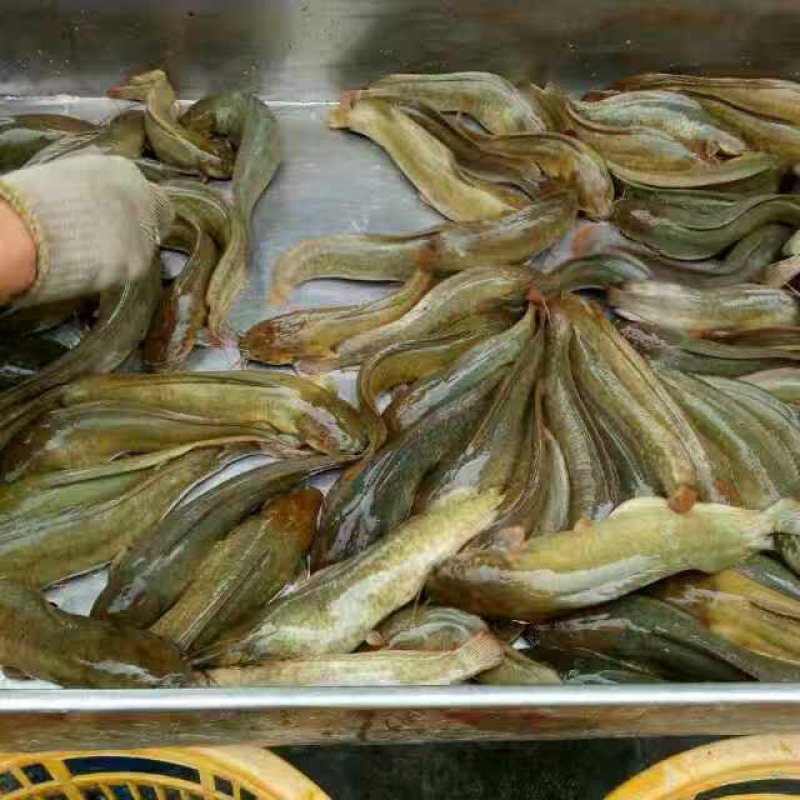 出售，零售，批发塘角鱼，塘鲺，