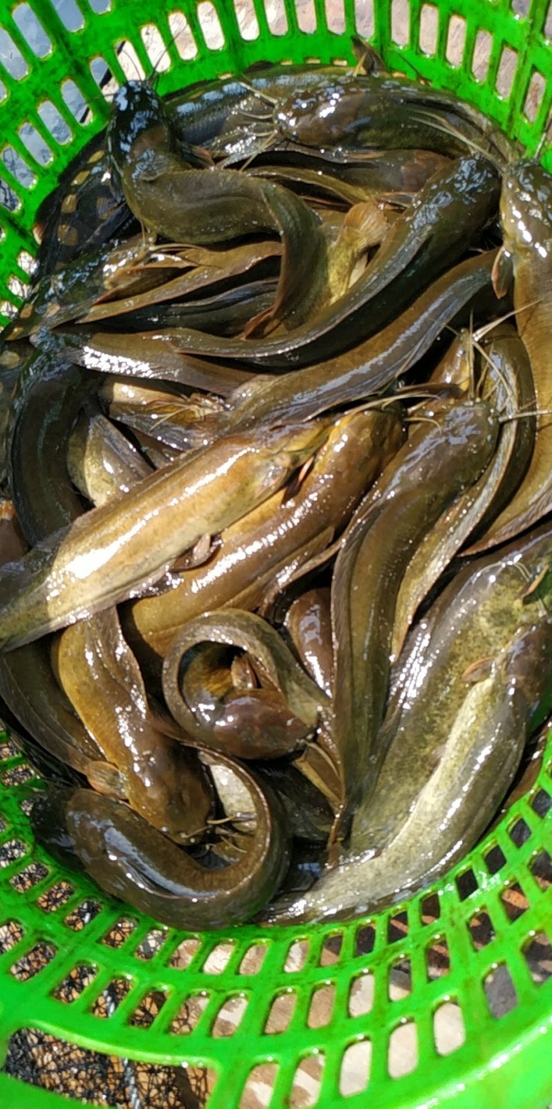 出售，零售，批发塘角鱼，塘鲺，