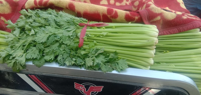 河南开封通许优质芹菜大量上市了，品质**，基地直供