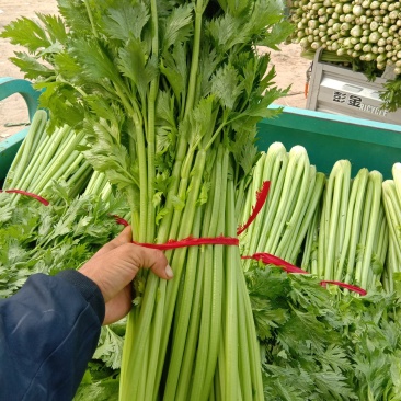 河南开封通许优质芹菜大量上市了，品质**，基地直供