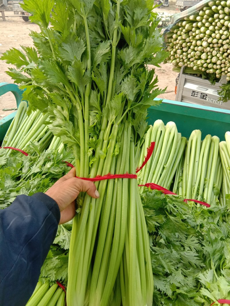 河南开封通许优质芹菜大量上市了，品质**，基地直供