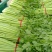 河南开封通许优质芹菜大量上市了，品质**，基地直供