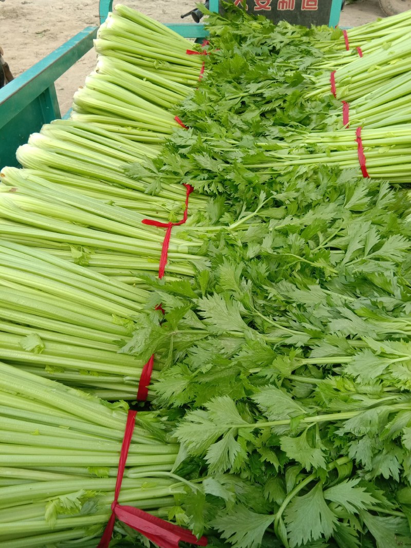 河南开封通许优质芹菜大量上市了，品质**，基地直供