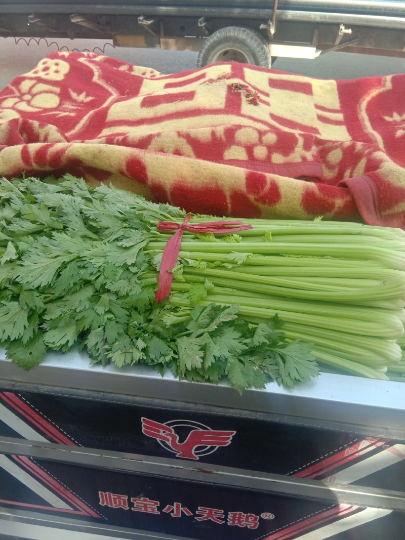 河南开封通许优质芹菜大量上市了，品质**，基地直供