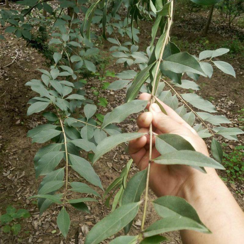 流苏树苗油根子树苗嫁接桂花母本流苏小苗绿化苗木