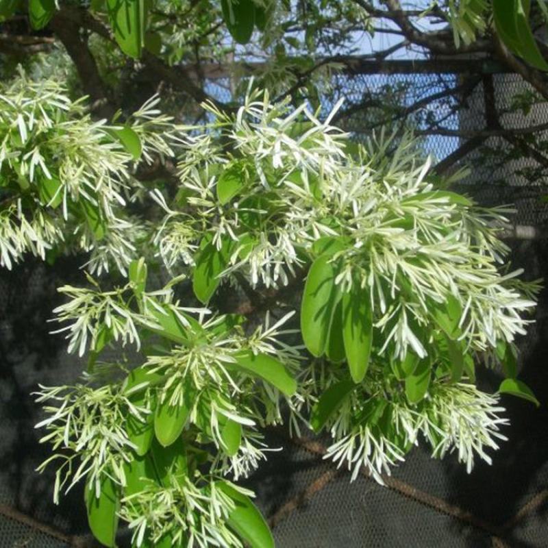 流苏树苗油根子树苗嫁接桂花母本流苏小苗绿化苗木