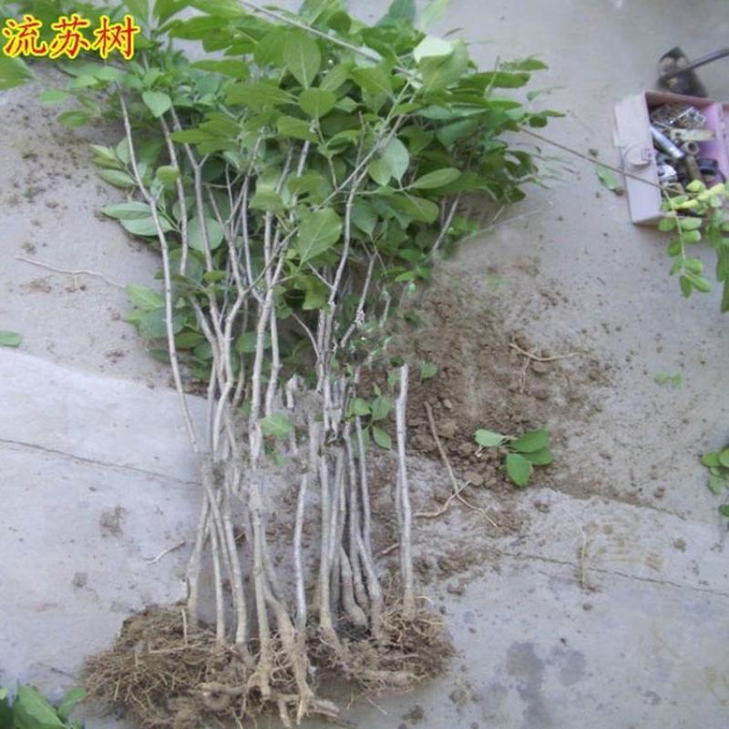 流苏树苗油根子树苗嫁接桂花母本流苏小苗绿化苗木